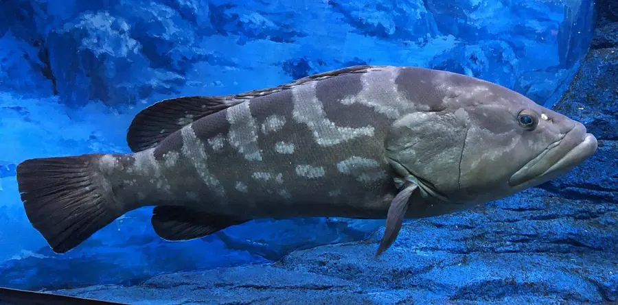 La carte Epinephelus bruneus
