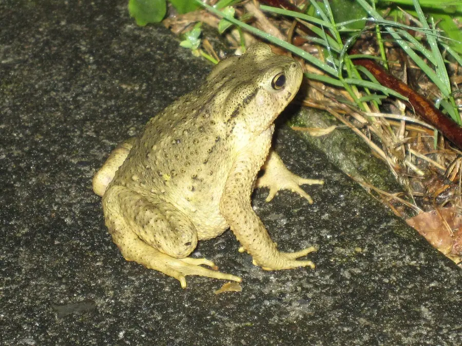 The Bufo bankorensis card