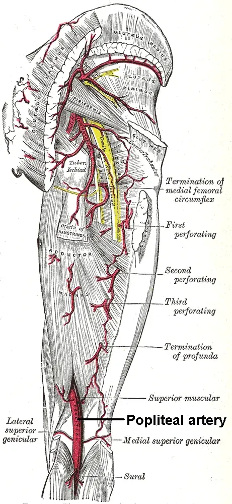 The Popliteal artery card