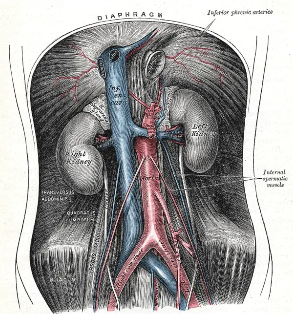 La carte Artère testiculaire