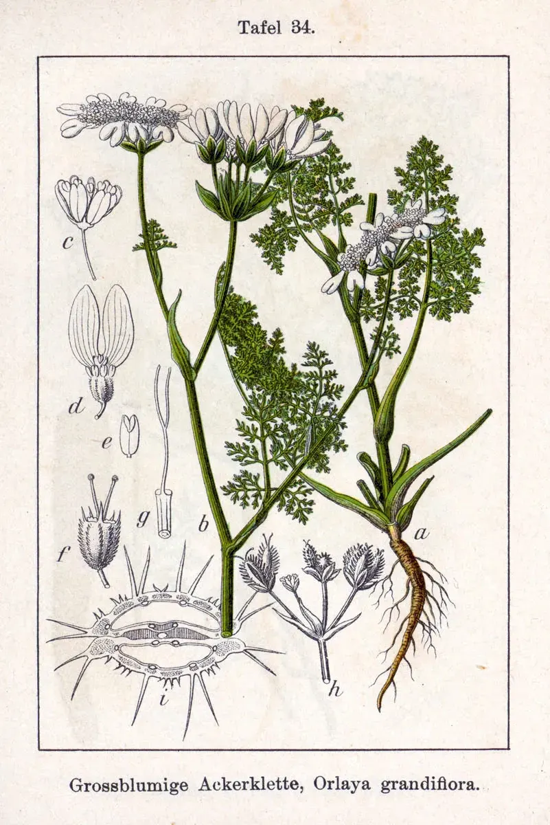 The Orlaya card