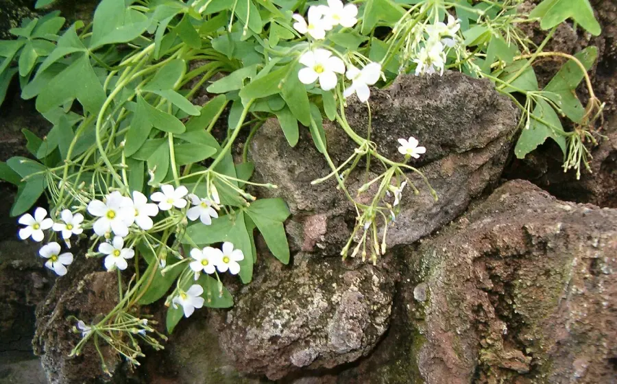 The Oxalis latifolia card