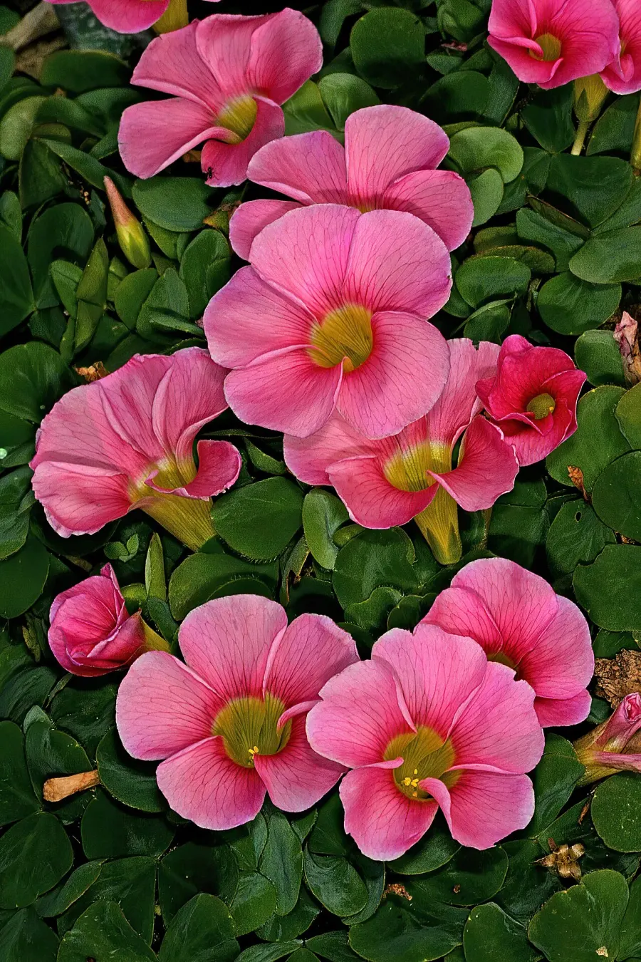 The Oxalis purpurea card