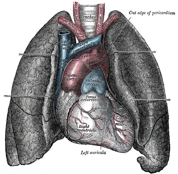 La carte Organe
