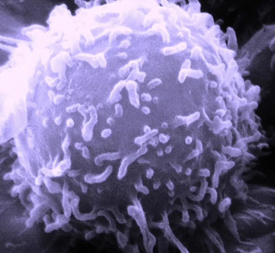 La carte Lymphocyte