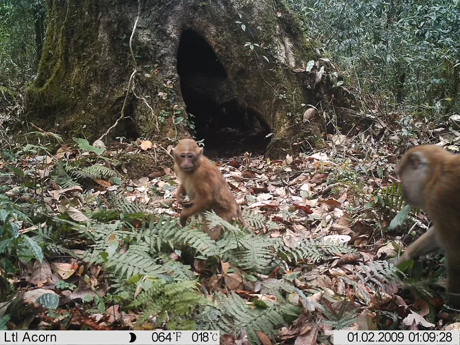 La carte Macaque d'Arunachal