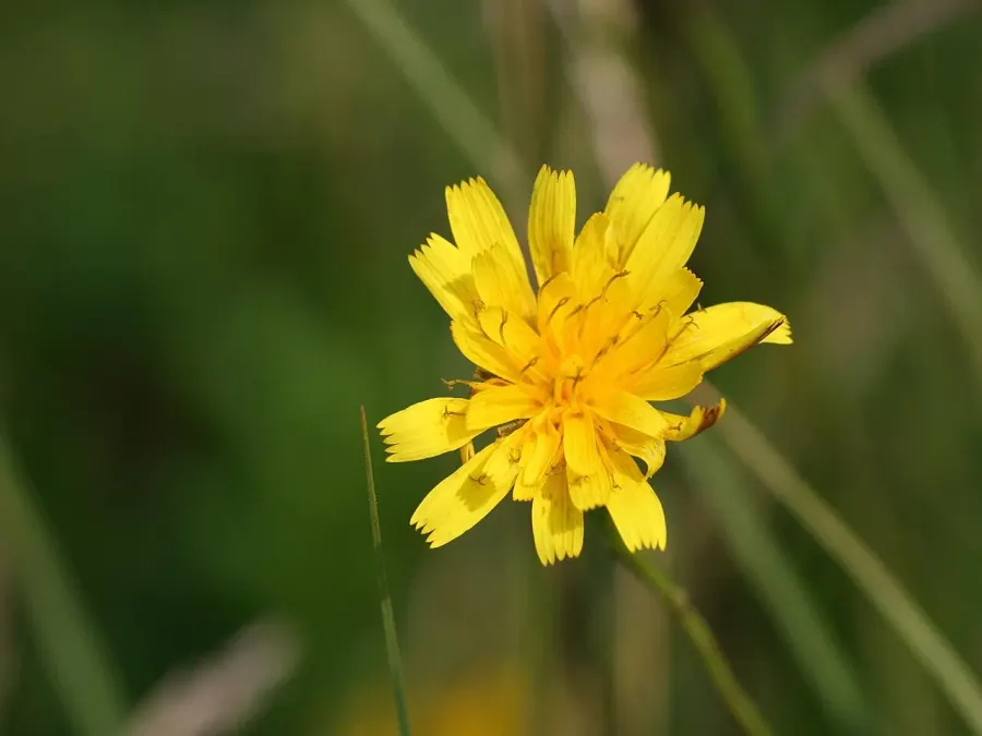 The Leontodon autumnalis card