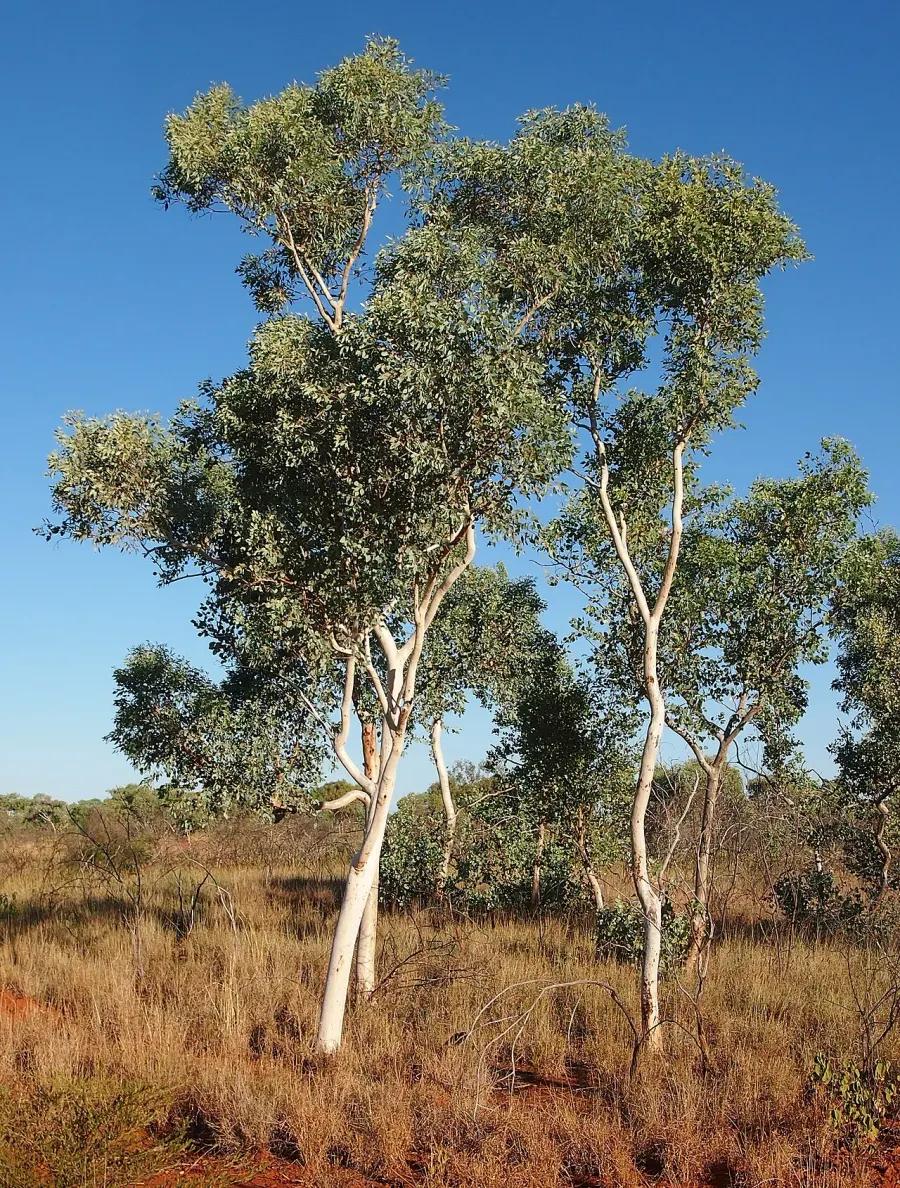 The Eucalyptus alba card