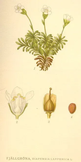 La carte Diapensia
