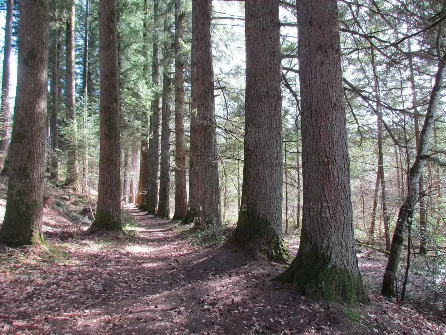 The Silviculture card