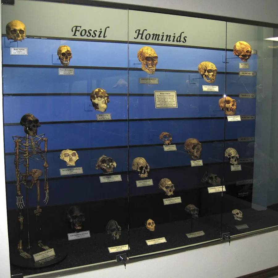 The Paleoanthropology card