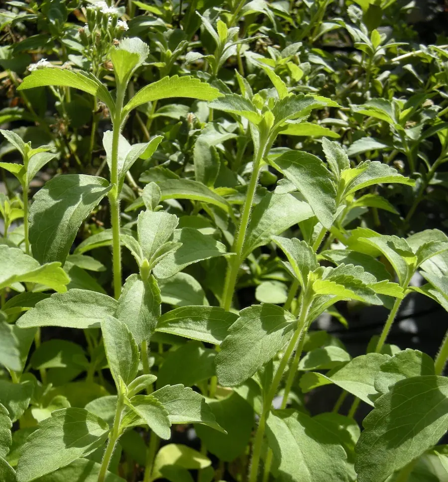 La carte Stevia rebaudiana