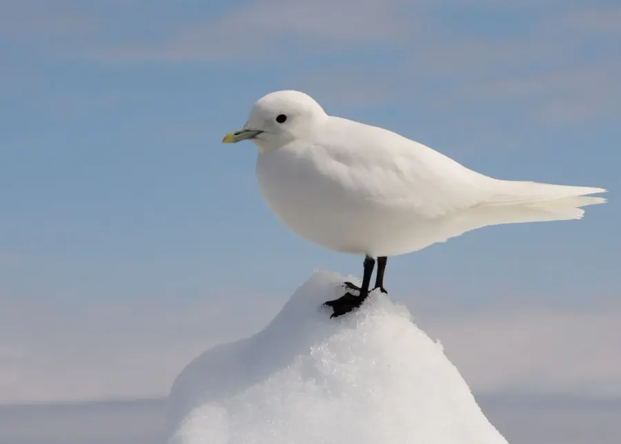 La carte Mouette blanche