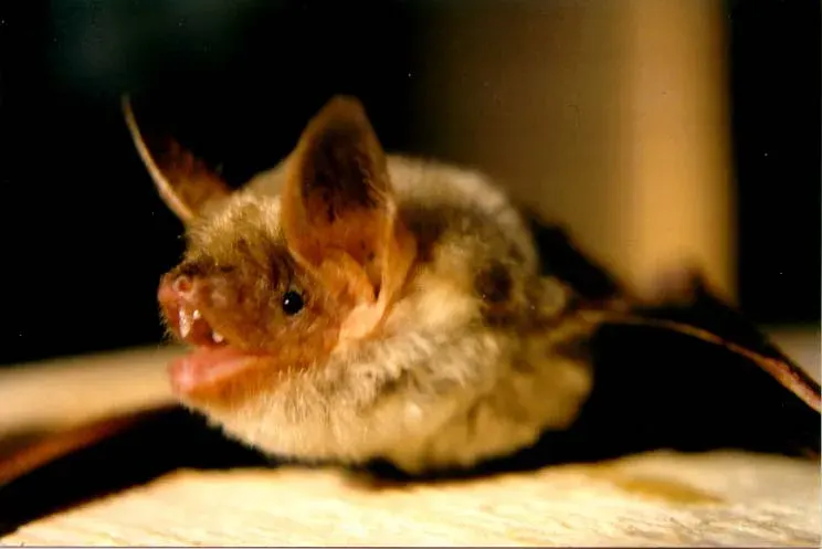 La carte Myotis myotis
