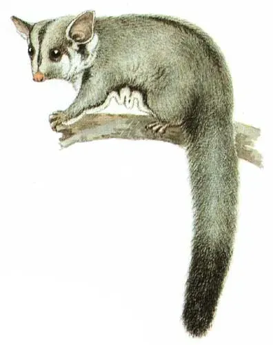 La carte Petaurus breviceps