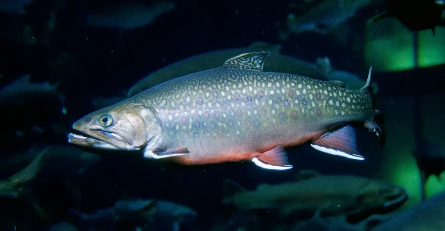 La carte Salvelinus fontinalis
