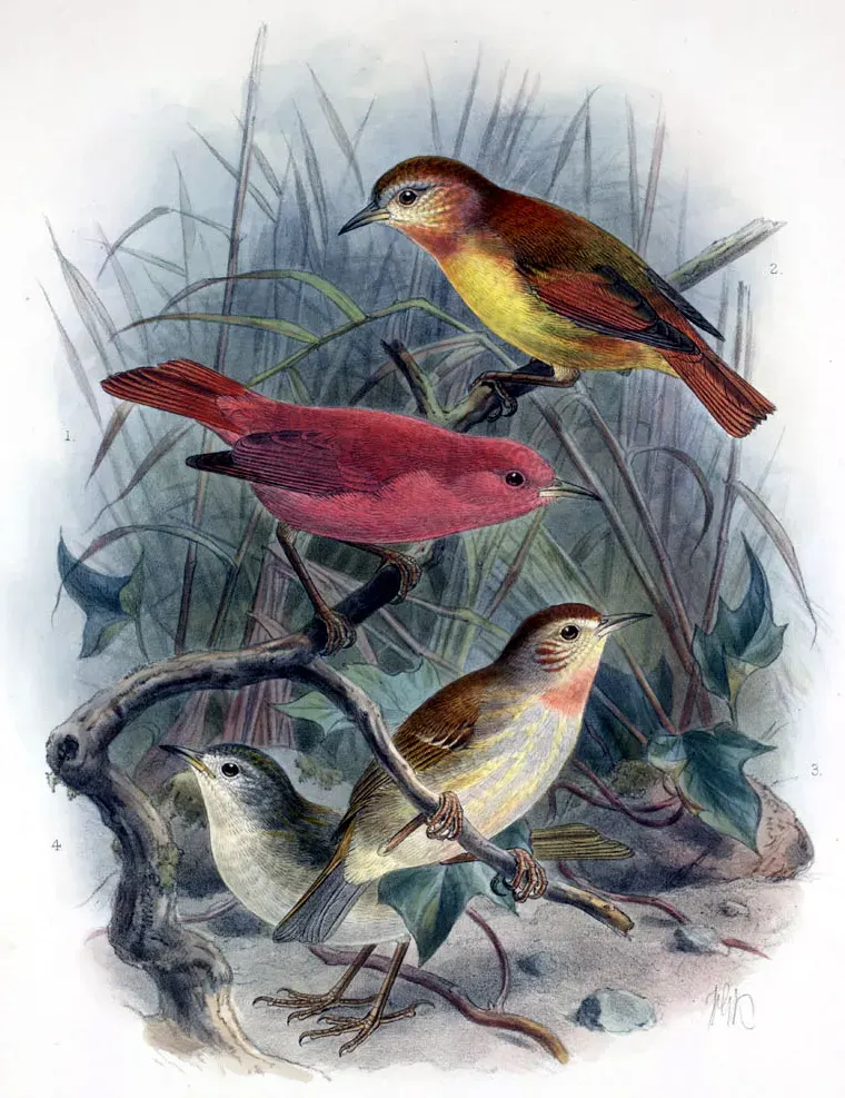 The Kākāwahie card