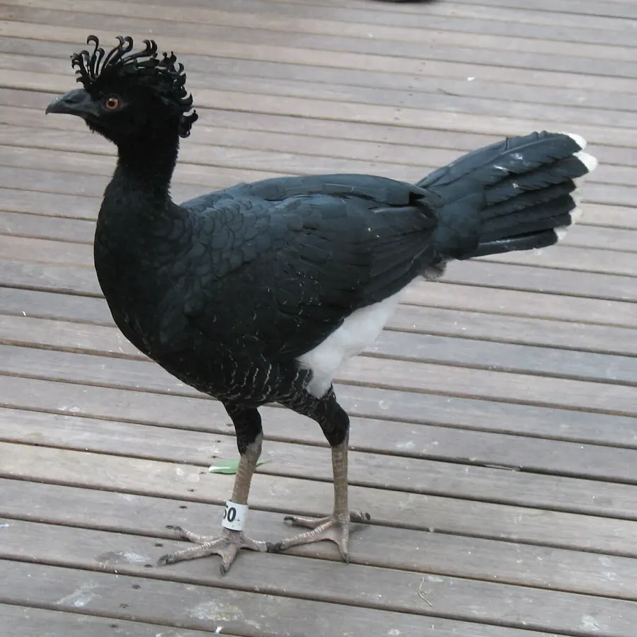 The Cracidae card