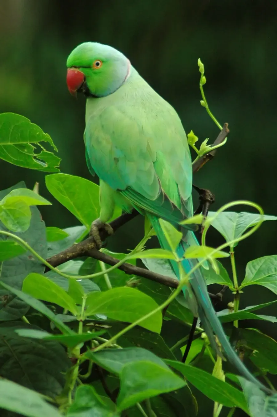 La carte Psittaculidae