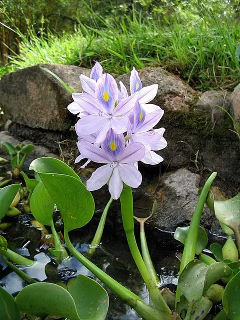 La carte Pontederiaceae