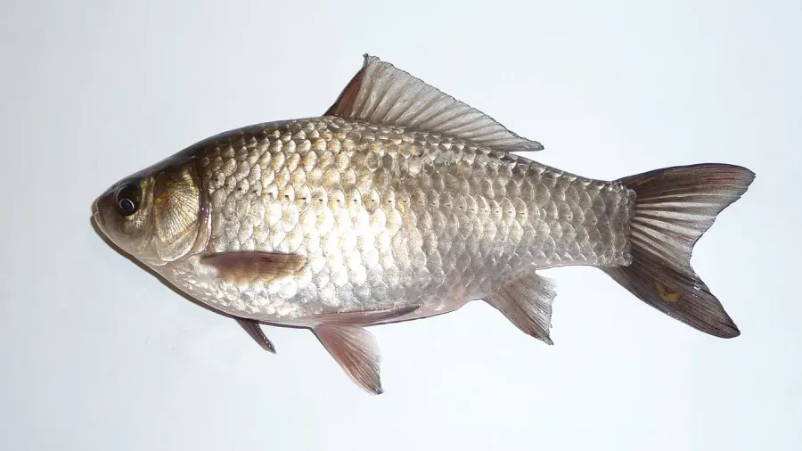 The Prussian carp card