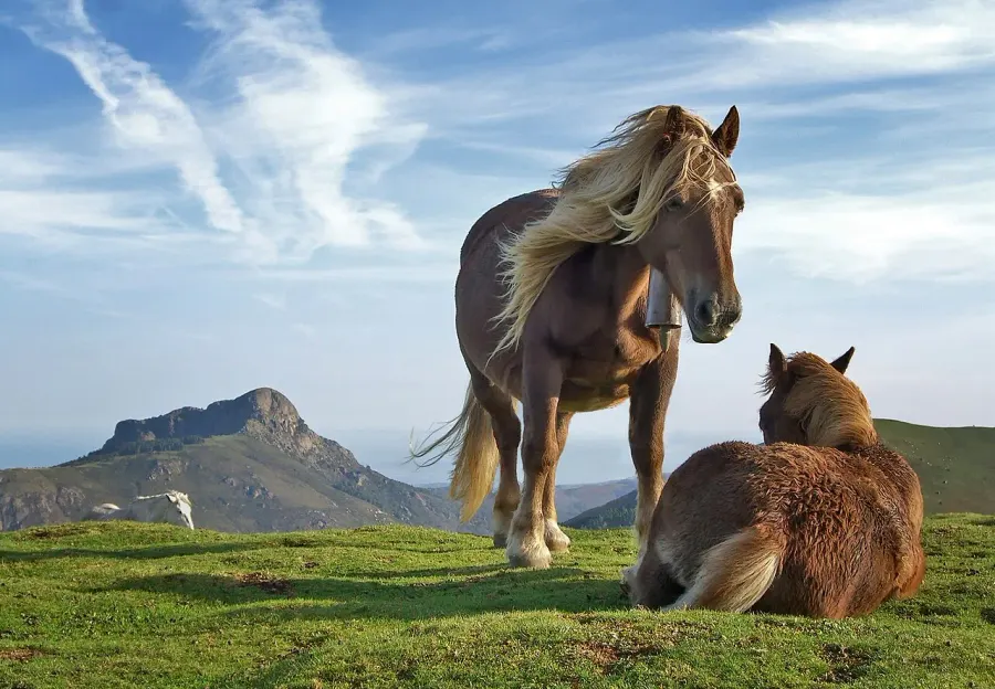 La carte Cheval