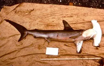 La carte Requin-marteau commun