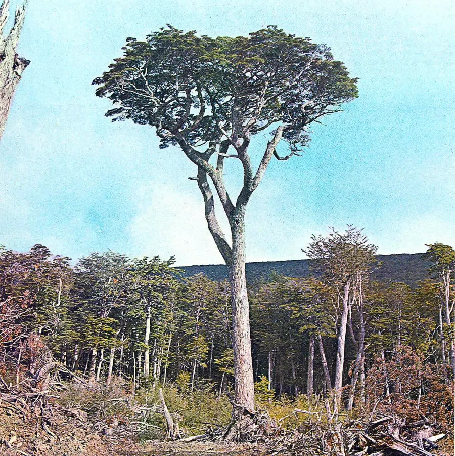 The Nothofagus betuloides card