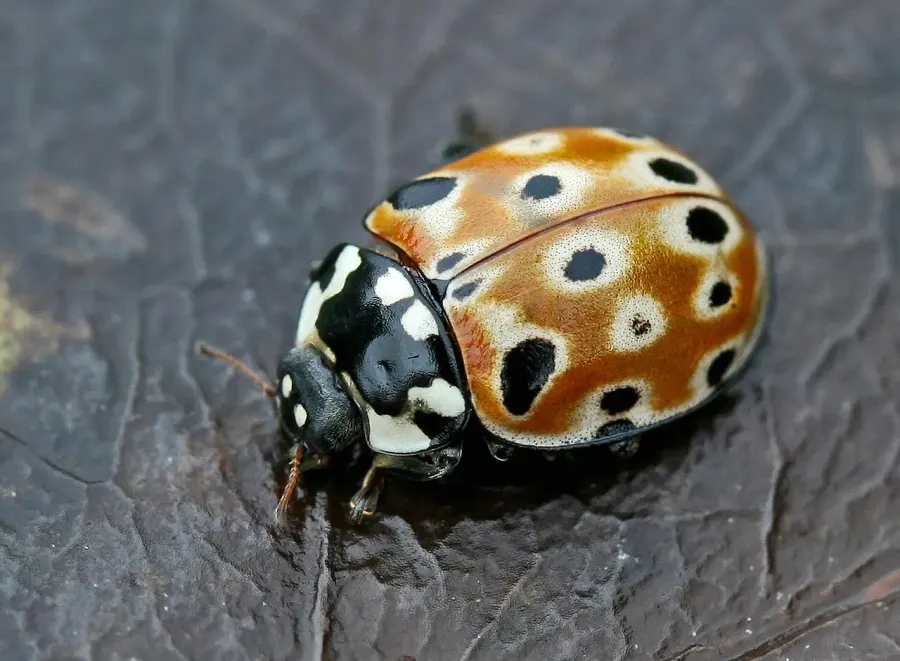 La carte Anatis ocellata
