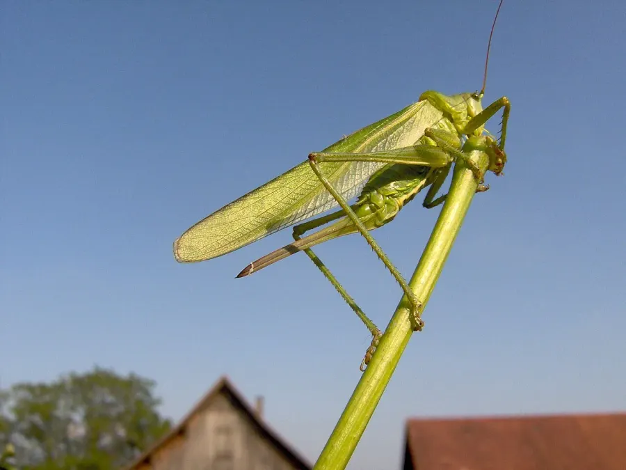 La carte Tettigoniidae