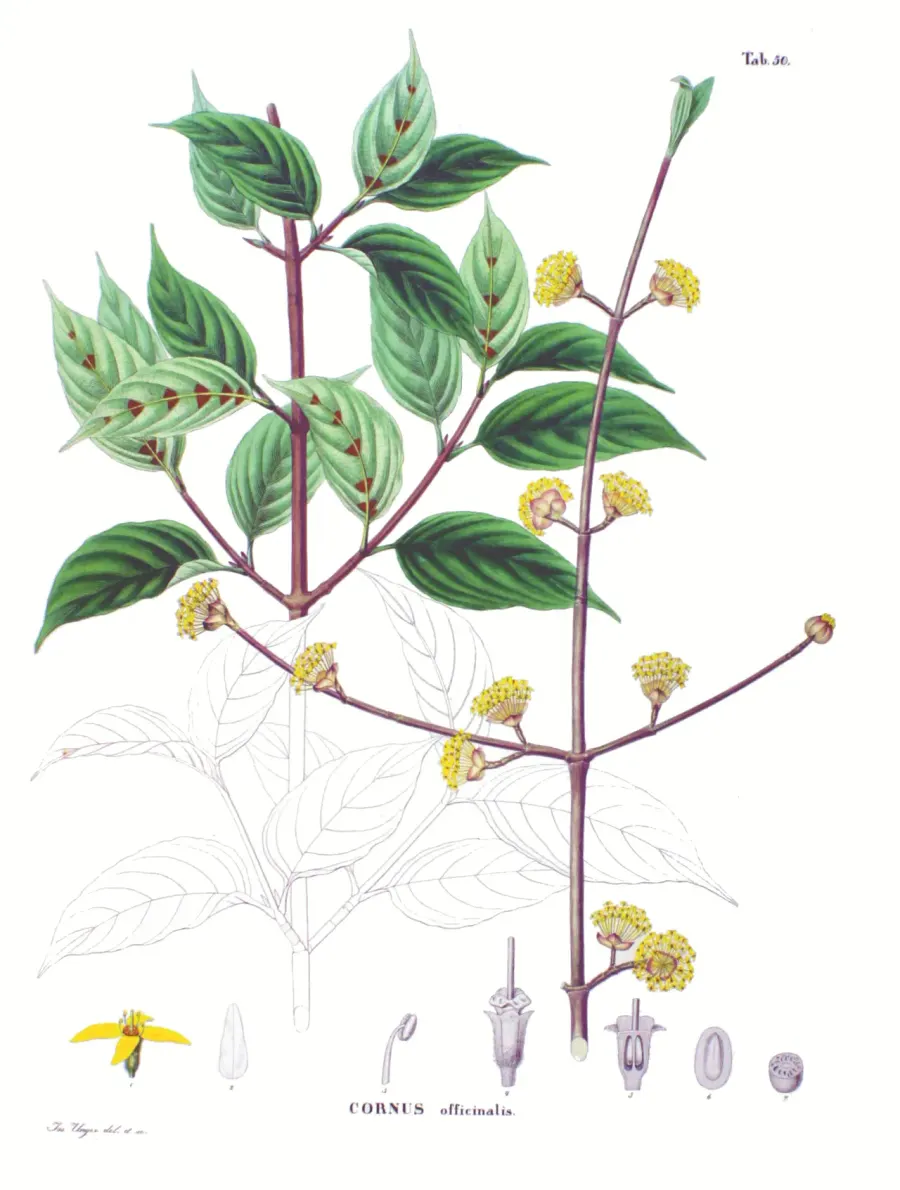 The Cornus officinalis card