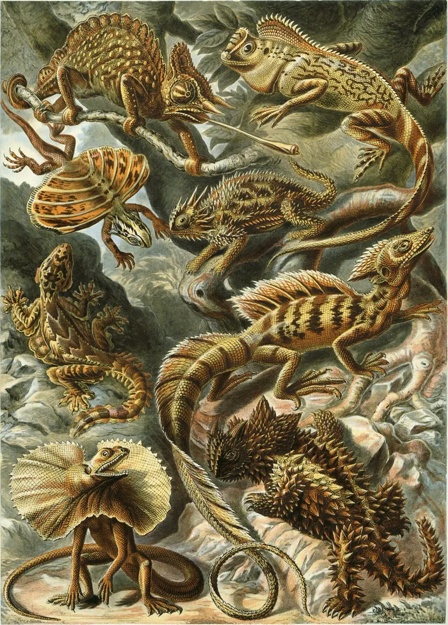 La carte Lepidosauria