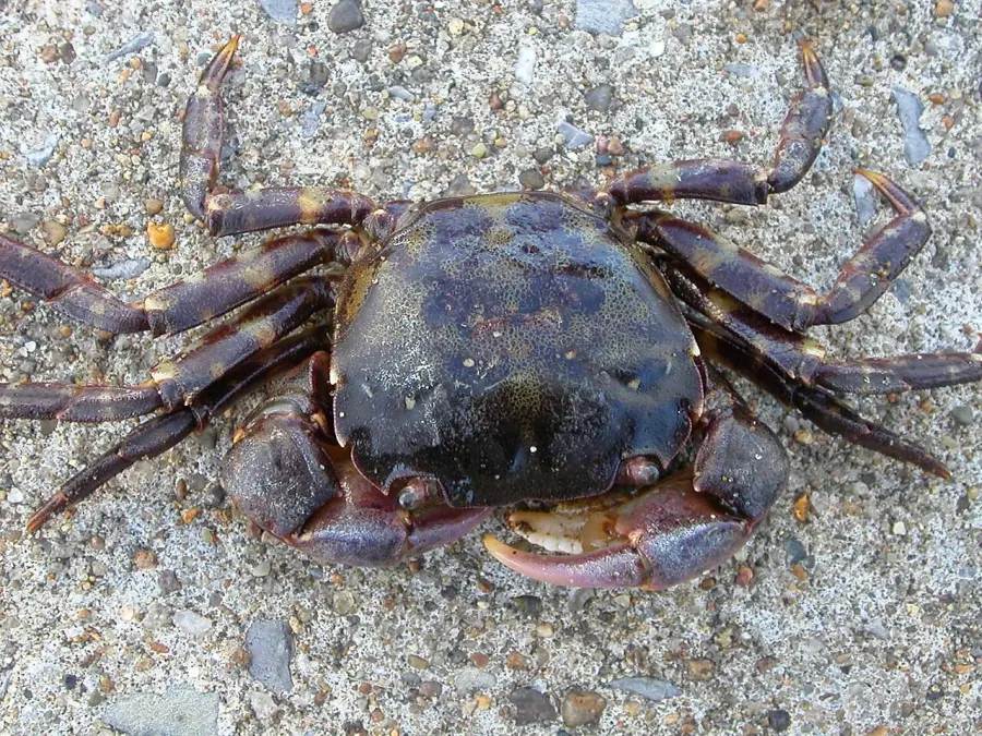 La carte Hemigrapsus sanguineus