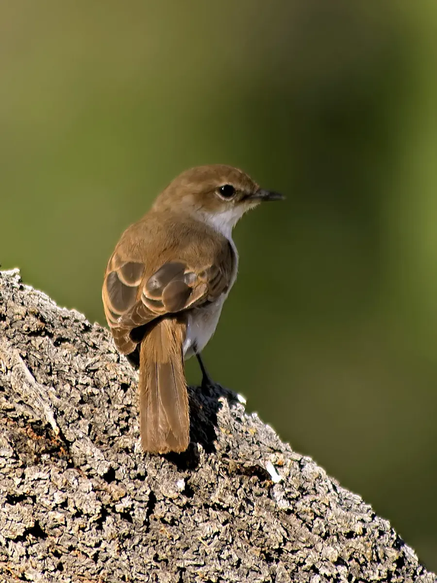 The Marico flycatcher card