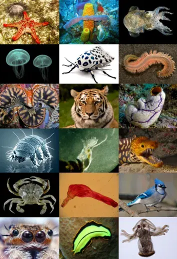 La carte Animal