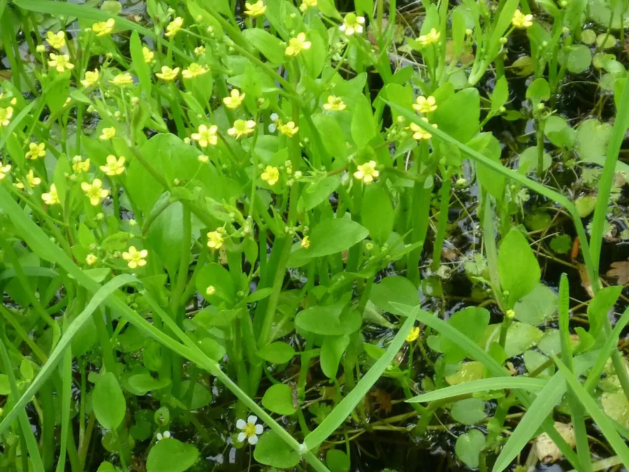 La carte Ranunculus ophioglossifolius