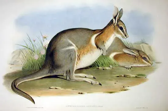 The Crescent nail-tail wallaby card