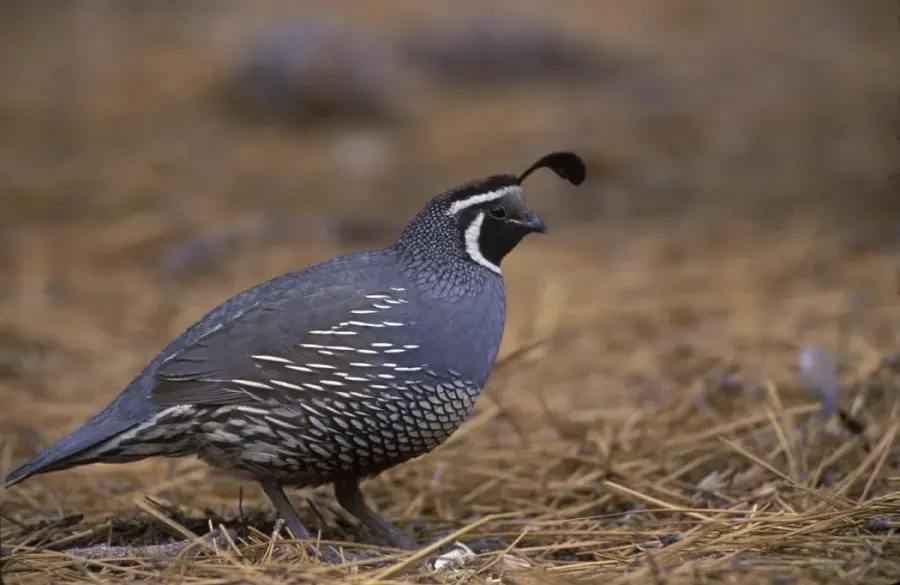 The New World quail card