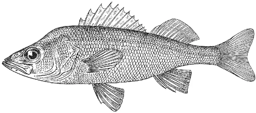 The Balkhash perch card