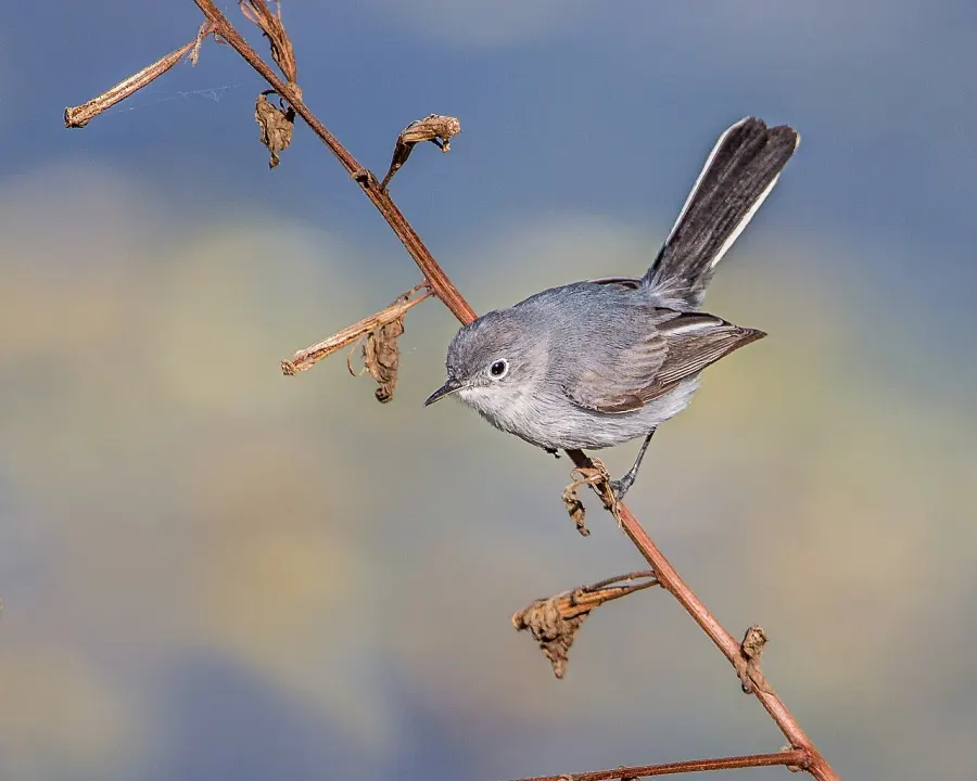 The Polioptila card