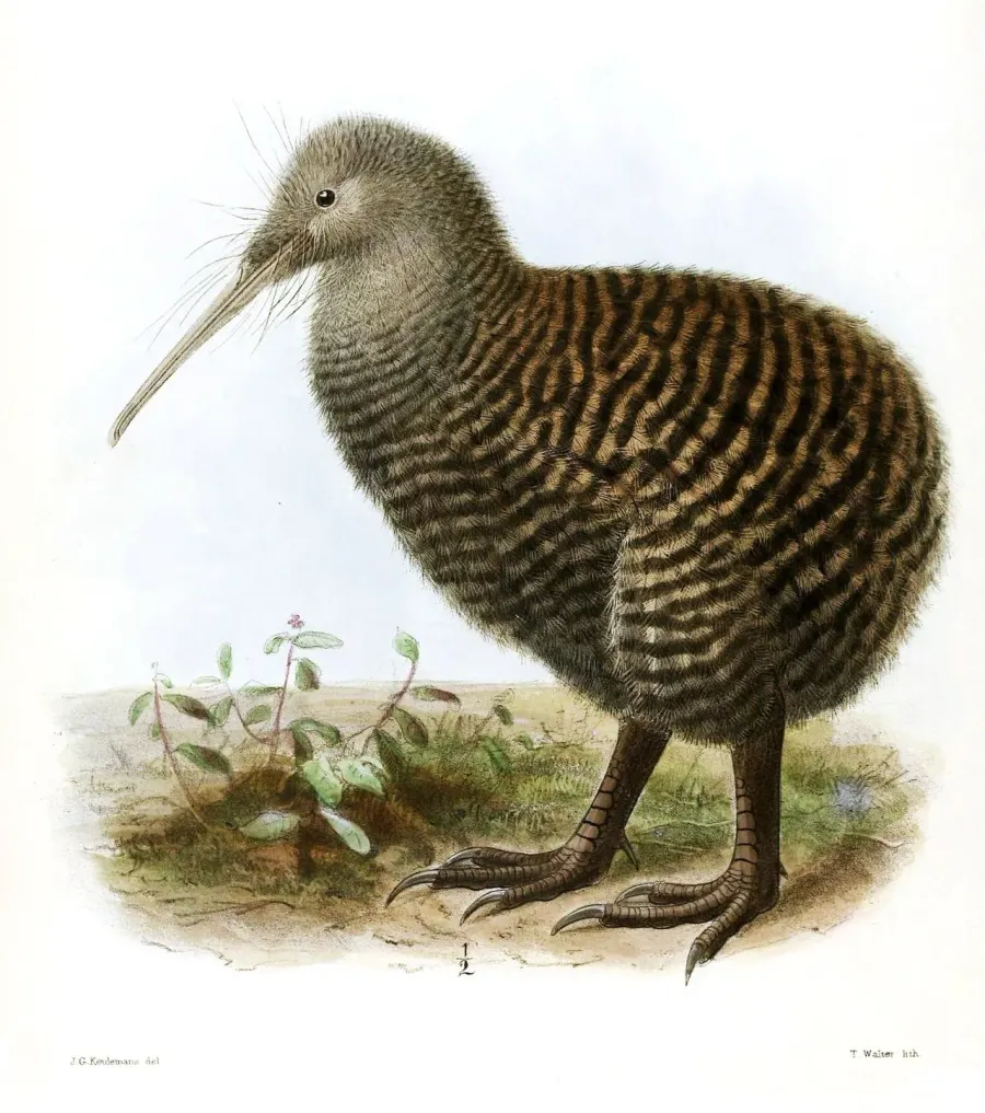 La carte Kiwi roa