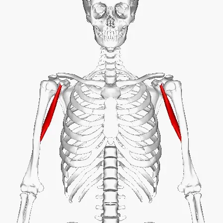 The Coracobrachialis muscle card