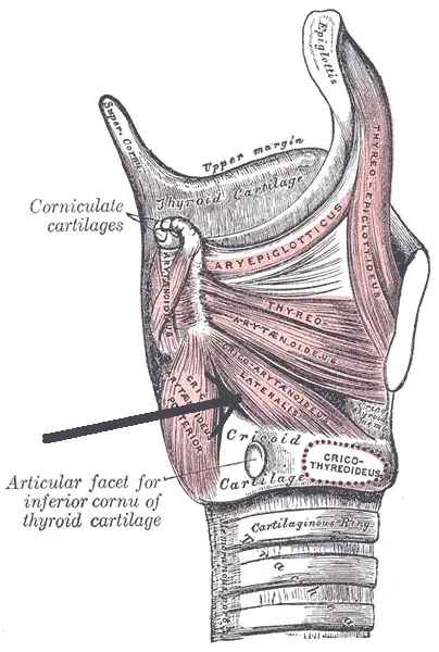 The Lateral cricoarytenoid muscle card