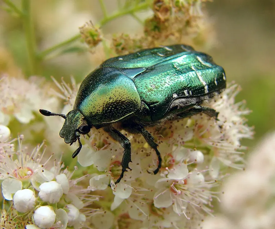 The Cetonia aurata card