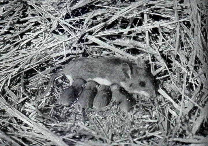 The White-footed mouse card