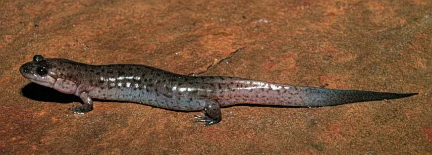 The Desmognathus fuscus card