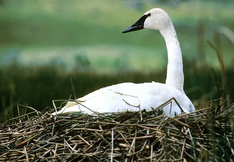 The Trumpeter swan card