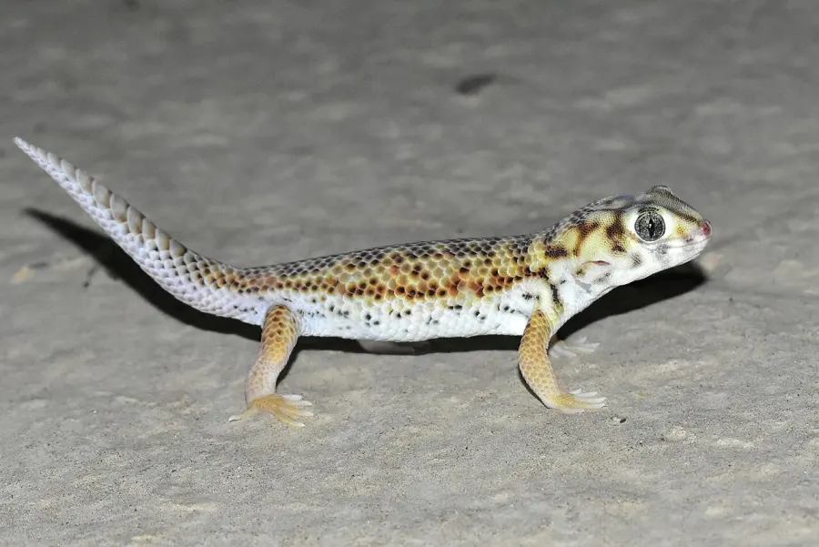 The Teratoscincus scincus card