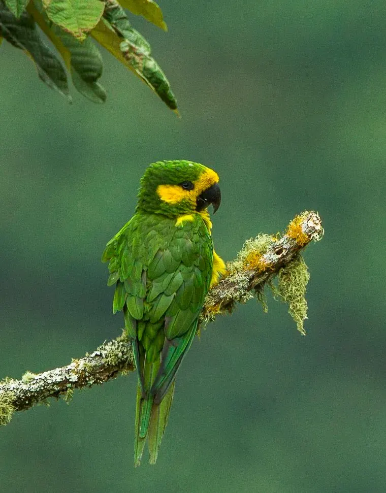 The Yellow-eared parrot card