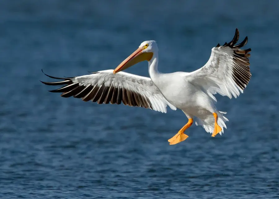 The American white pelican card